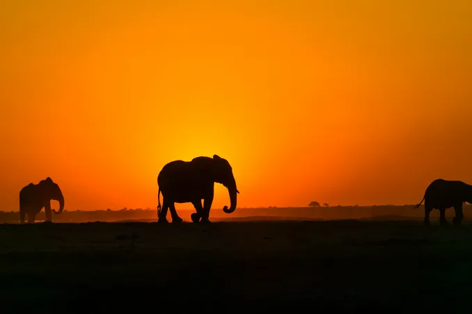 A sunset, which is silhouetting two elephants